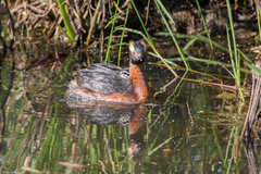 Podiceps auritus