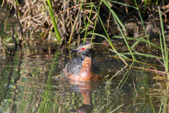 Podiceps auritus