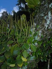 Peperomia obtusifolia
