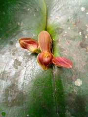 Pleurothallis cordata