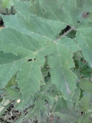 Heracleum sphondylium