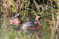 Podiceps auritus