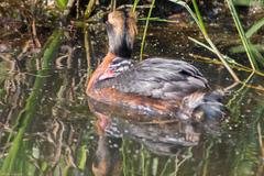 Podiceps auritus