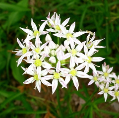 Allium speculae