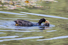 Fulica atra