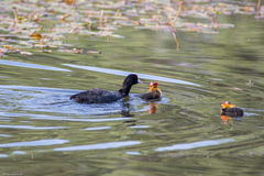 Fulica atra