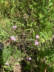 Epilobium montanum
