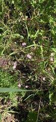 Epilobium montanum