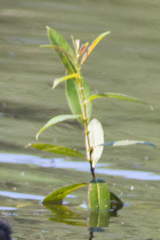 Salix