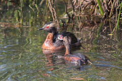 Podiceps auritus