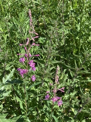 Chamaenerion angustifolium