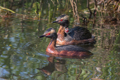 Podiceps auritus