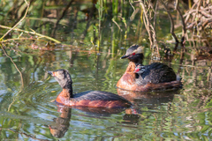 Podiceps auritus