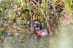 Podiceps auritus
