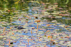 Potamogeton natans