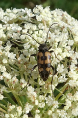 Judolia erratica