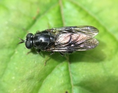 Adoxomyia