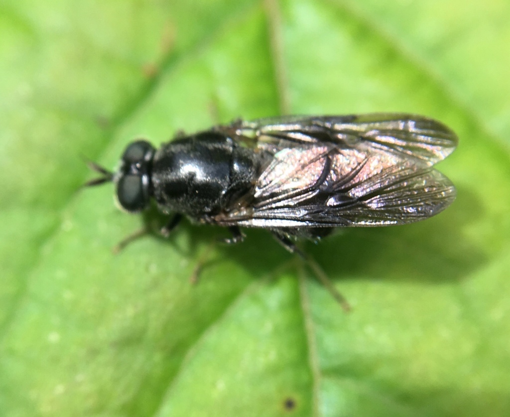 Adoxomyia subulata
