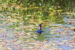 Podiceps auritus