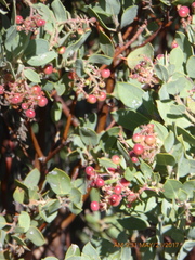 Arctostaphylos pungens