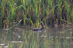 Fulica atra