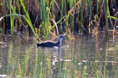 Fulica atra