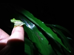 Centrolenidae