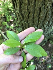 Ilex laevigata