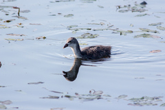 Fulica atra