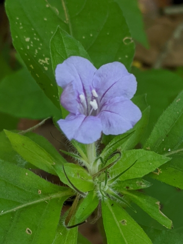 Ruellia caroliniensis image