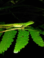 Anolis ventrimaculatus