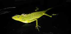 Bronchocela