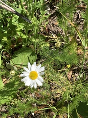 Tripleurospermum inodorum