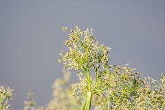 Scirpus radicans