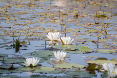 Nymphaea