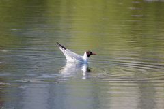 Chroicocephalus ridibundus