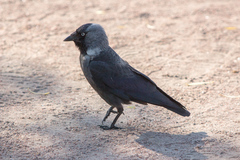 Corvus monedula