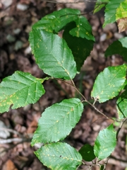 Carpinus caroliniana image