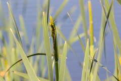 Typha latifolia