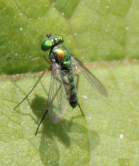 Condylostylus flavipes