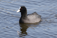 Fulica atra