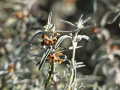 Buddleja mendozensis