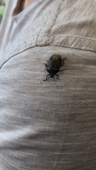 Rhaphigaster nebulosa