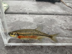 Richardsonius balteatus