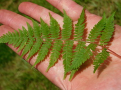 Athyrium asplenioides