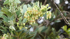Macleania