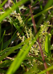 Selaginella ludoviciana