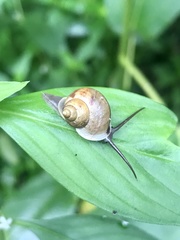 Gastropoda