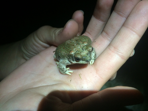 iNaturalist observation photo of Red-spotted Toad