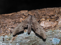 Marumba